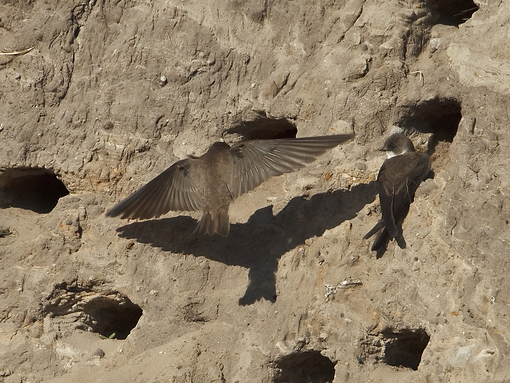 Riparia riparia Oeverzwaluw Sand Martin